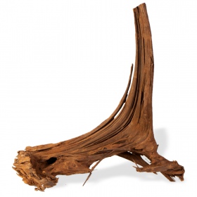 Classic driftwood from the Philippines